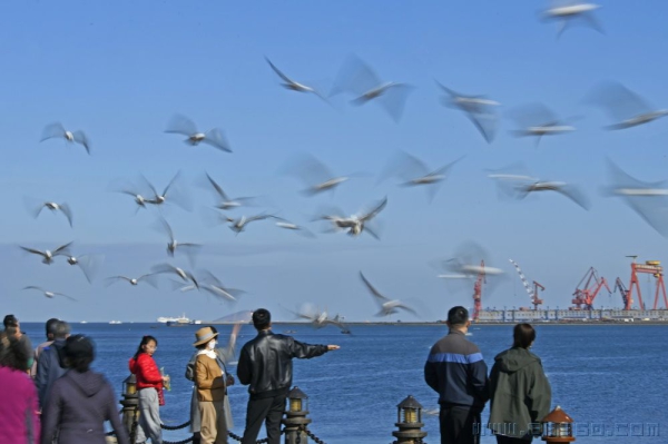 鸥影海韵