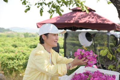 平阴“玫瑰之约”17