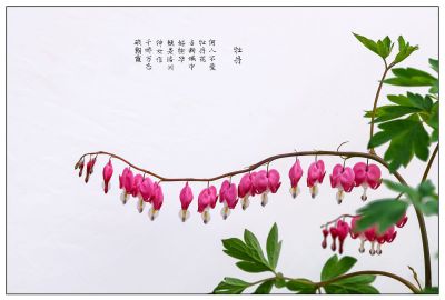 荷包牡丹