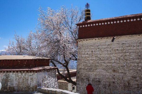 [原创]桃花季节的西藏帕邦喀寺（三）