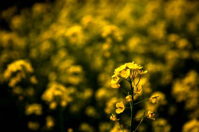油菜花
