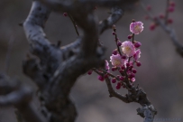 [原创] 草秀故春色  梅艳昔年妆