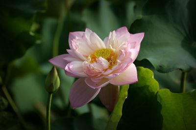 夏日荷影（4）