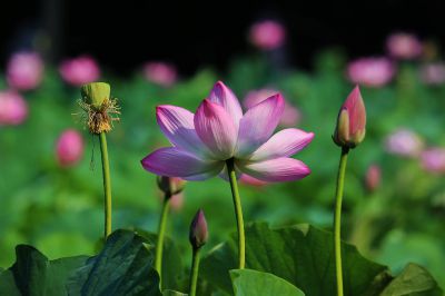 荷花——祖孙三代
