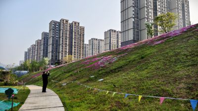 福禄考花海9