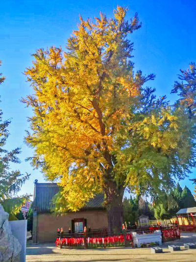 千年银杏树（位于大连永兴寺）
