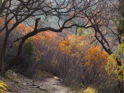 青州凤山村红叶