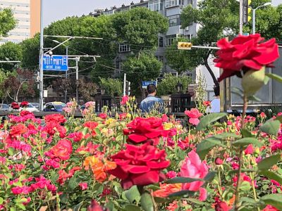 泉城广场——鲜花的海洋4