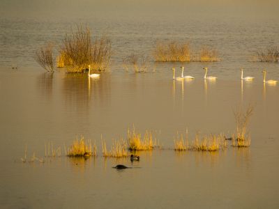 济南天桥沉沙湖风景6