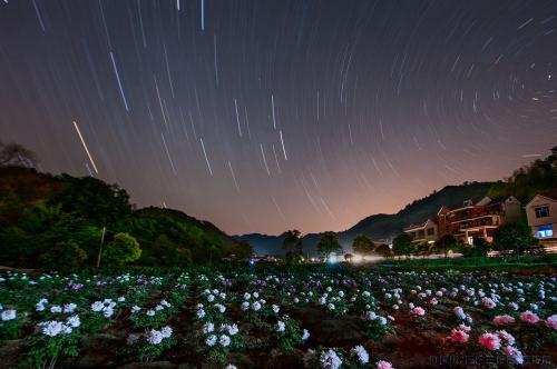 [原创]星夜山村国花艳