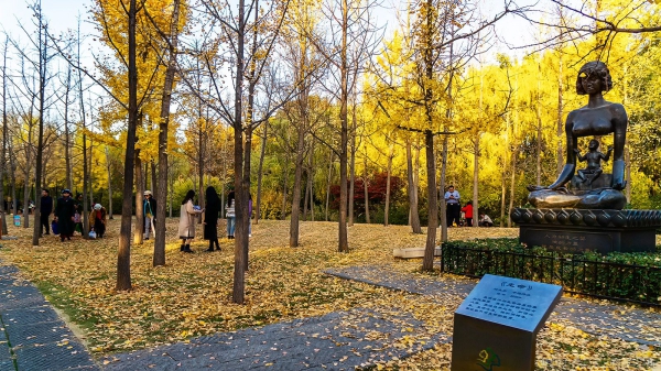 《森林公园》