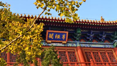 金黄色的银杏叶儿