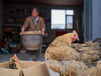 非遗鸡孵化小鹰