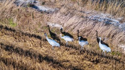 灰鹤觅食黄河滩