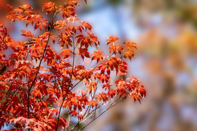 霜叶红于二月花