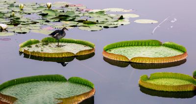 莲台鹭影。