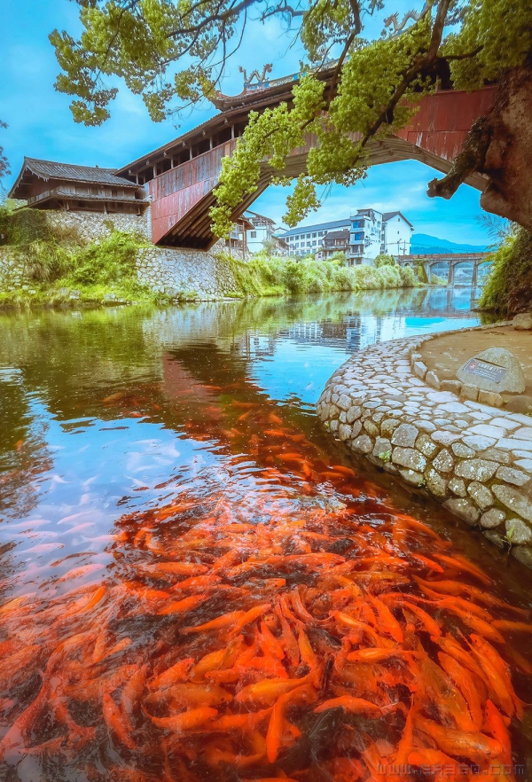 鱼肥水清景美