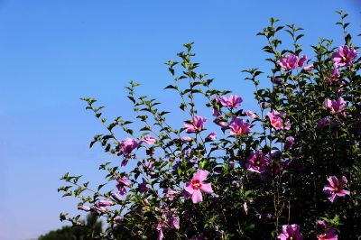 木槿花（2）