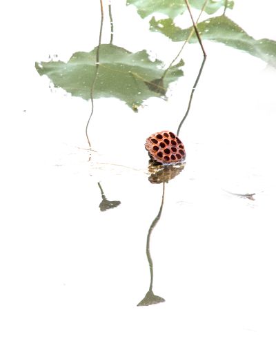 【枯荷.禅意 】