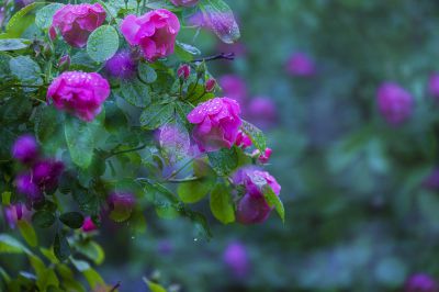 春季花卉