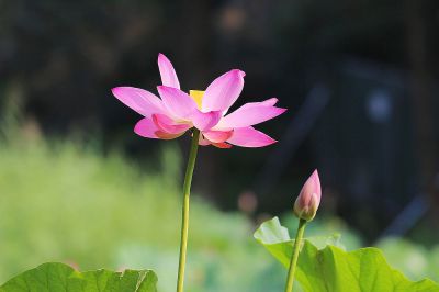 荷花——紧随其后