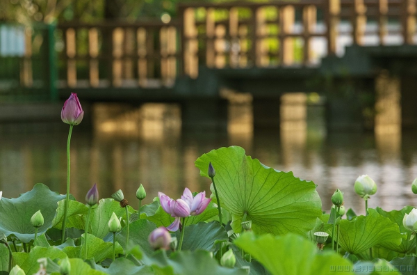 [原创]夏荷