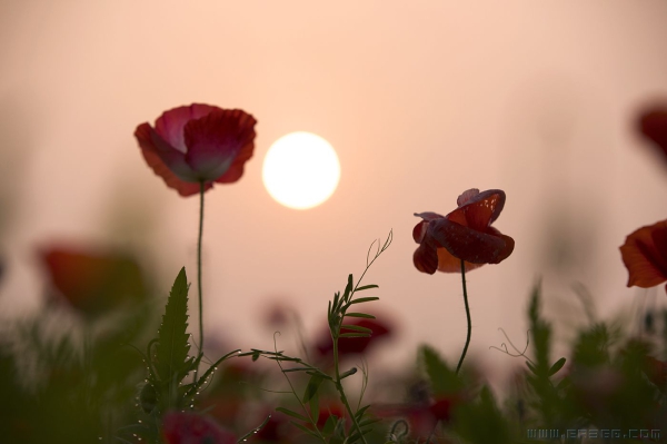 [原创]夕阳残照