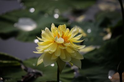 夏日荷影（16）