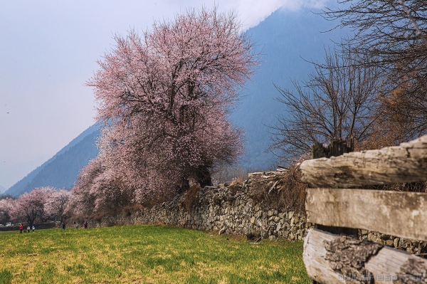 [原创]西藏格桑桃花沟（三）