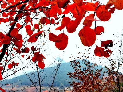 走进秋天 （3）