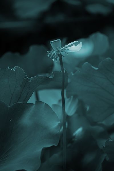 雨荷听禅