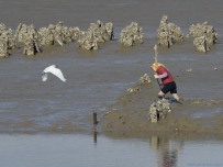 赶海