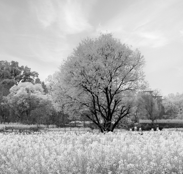 花黄柳绿