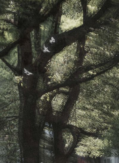 【画意摄影】03/非同质化/生命之树