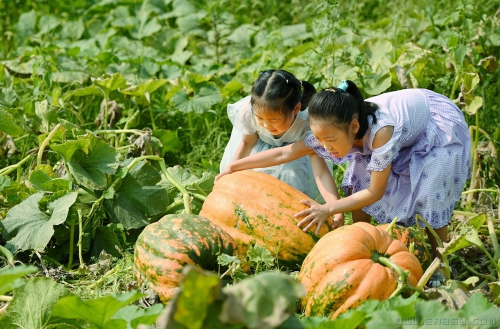 瓜果飘香話丰年