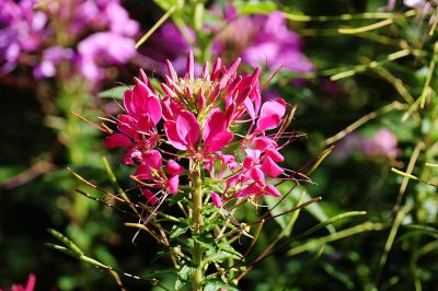 醉蝶花（4）