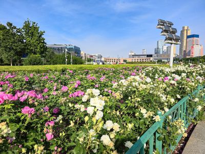 泉城广场——鲜花的海洋8