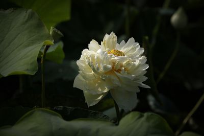 夏日荷影（6）