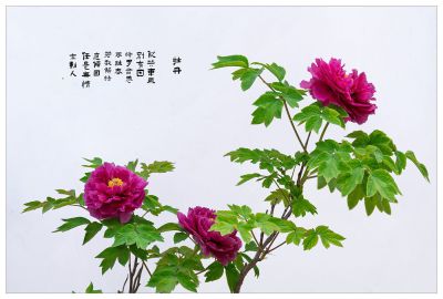 任是无情亦动人