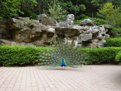 孔雀开屏——红叶谷