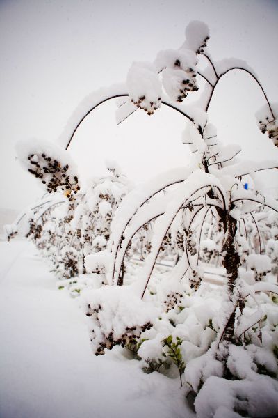 《白雪覆垂枝，寒珠凝旧穗》