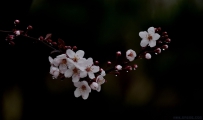 [原创]雨中紫李