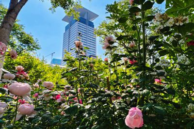 鲜花盛开全福河