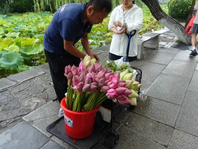 卖荷花2