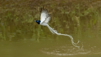 飘