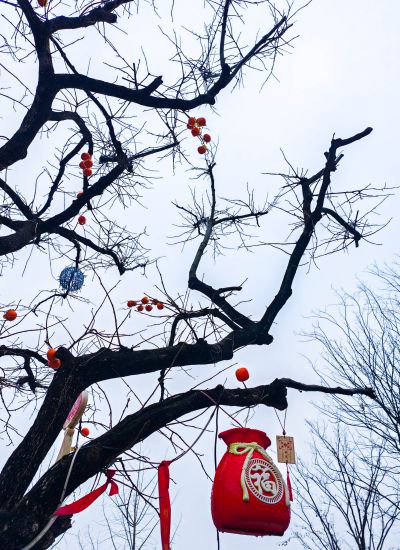 《一树红柿满枝福》
