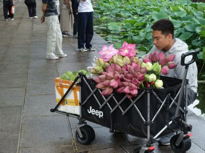 卖荷花3