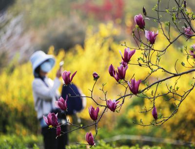 赏花时节