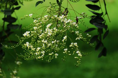 槐花与槐米