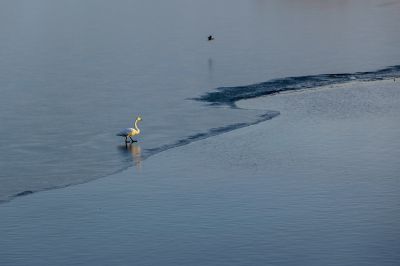 黄河天鹅